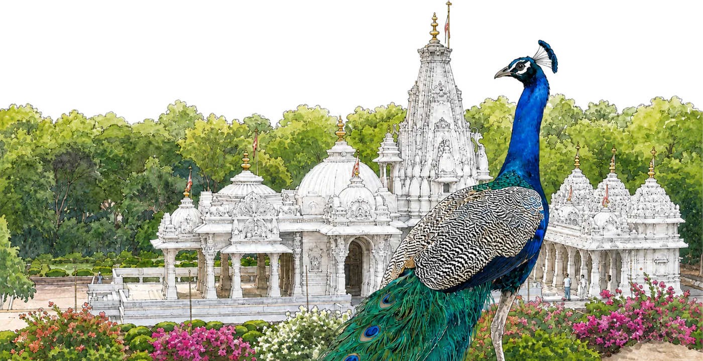 A peacock before the white marble mandir and its flowering gardens