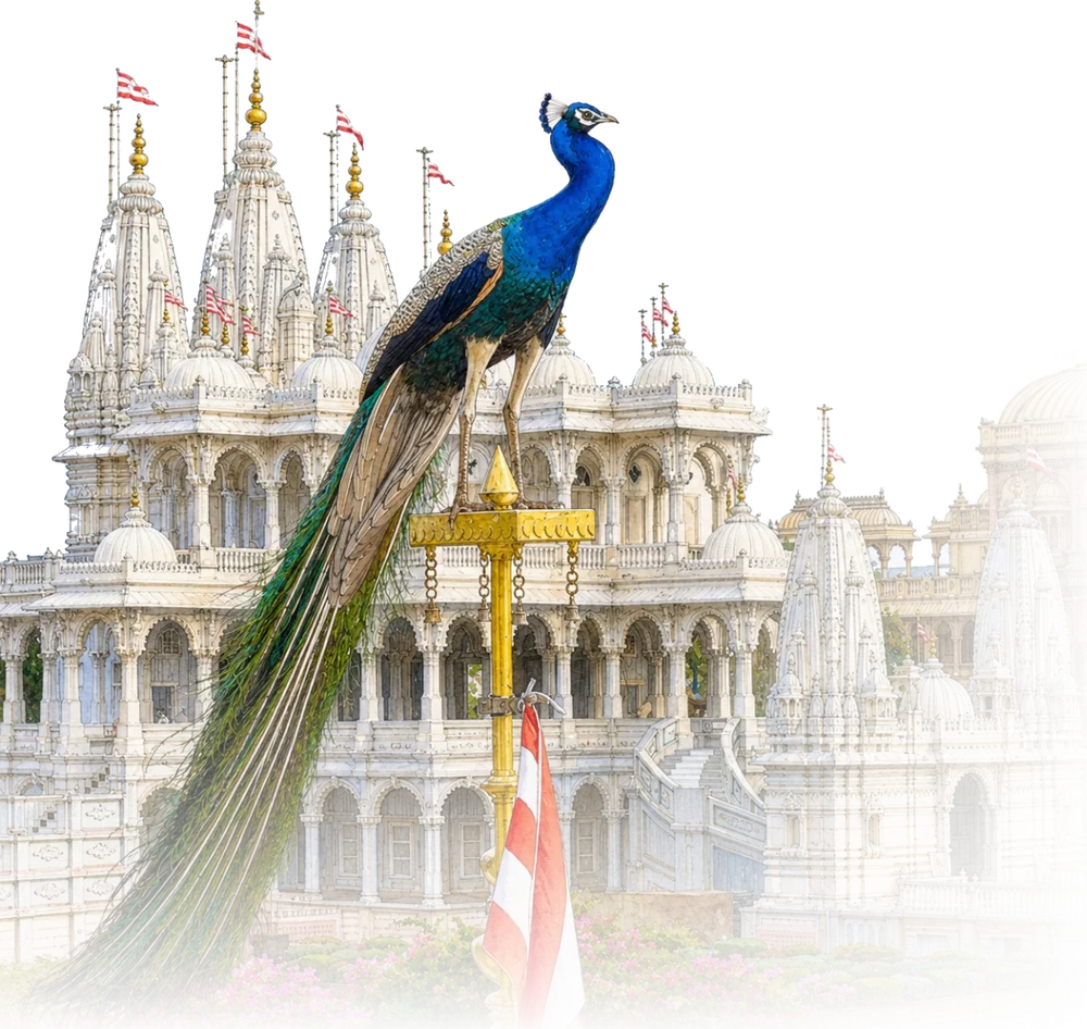A peacock on the golden flagpole before the mandir